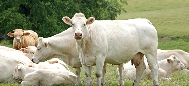 Des abattages dynamiques en vaches allaitantes