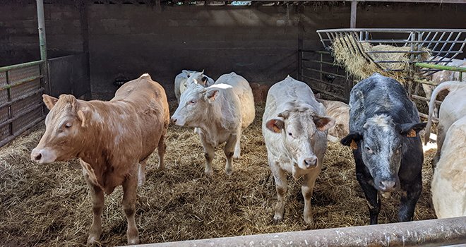 En 2021, les prix des gros bovins sont en hausse de 5,9 % par rapport à 2020. © A. Legendre / Terroir Est 