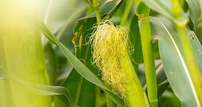 Surveiller la date de floraison de vos maïs pour prévoir la date d’ensilage. © Photollurg/AdobeStock