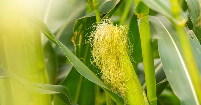 Surveiller la date de floraison de vos maïs pour prévoir la date d’ensilage. © Photollurg/AdobeStock