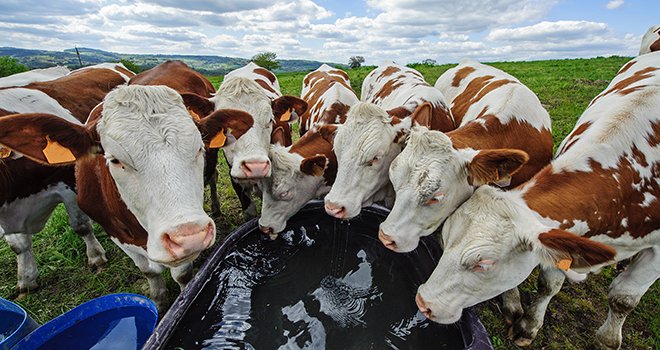 « 15 % des vaches doivent pouvoir boire en même temps », explique Lionel Vivenot, conseiller en élevage laitier à l'Union laitière de la Meuse.