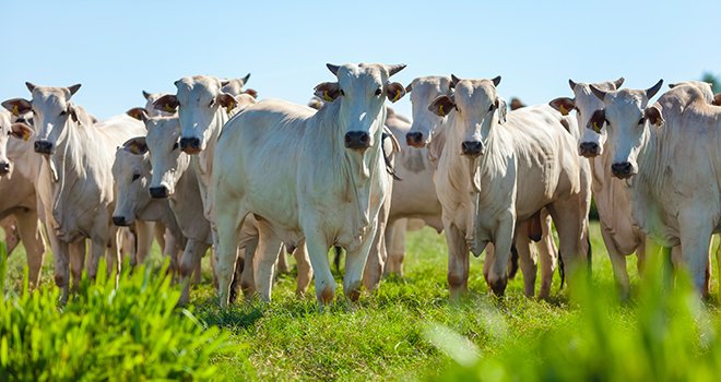 Une baisse de 4% de la production de viande bovine pour le Mercosur. © Erich Sacco/AdobeStock