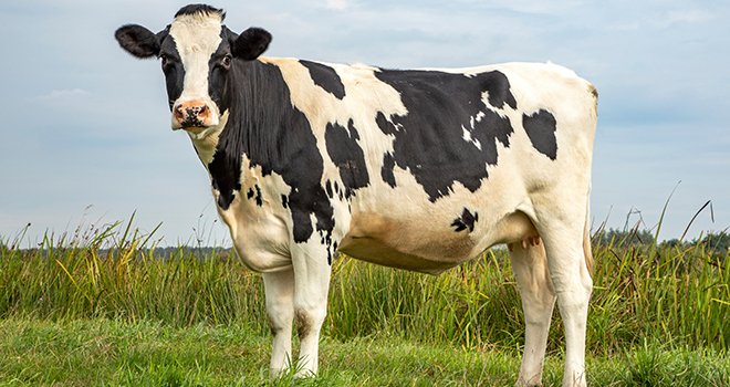 La vache de type O prend presque 30 cts € par kg en un mois. © Clara/AdobeStock