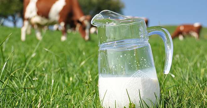 En France, la collecte laitière continue d’être en retrait. © HappyAlex/Adobe Stock