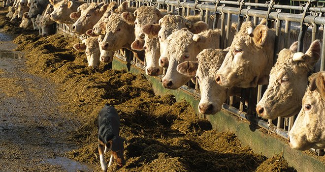 L’Ipampa viande bovine atteint un niveau record. ©Oscar/AdobeStock