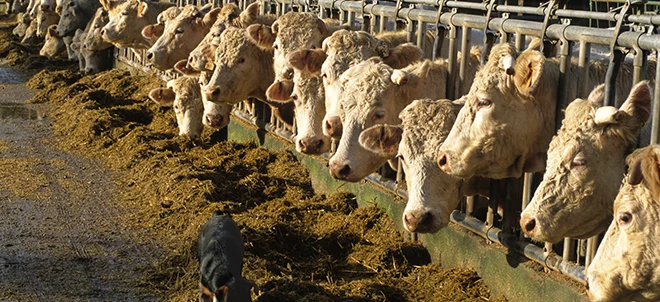 L’Ipampa viande bovine atteint un niveau record 