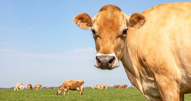 La collecte de lait bio a atteint 1,23 milliard de litres, en hausse de 11% par rapport à 2020. © Clara/Adobe Stock
