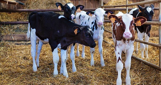 L’export de veaux laitiers nourrissons français a triplé en six ans. © L.Page/Cniel