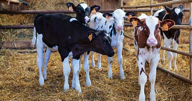 L’export de veaux laitiers nourrissons français a triplé en six ans. © L.Page/Cniel