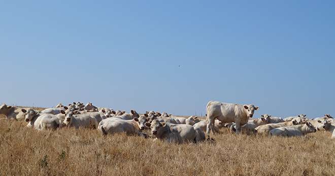 En fin d’été, les prairies n’offrent plus assez de ressources. Les couverts arrivent donc à point nommé. © Baptiste Lamborot 