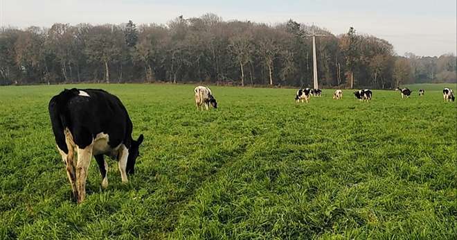 Les vaches taries et les génisses pleines pâturent tout l'hiver. © Dominique Luherne