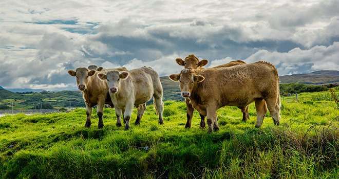 En Europe les cours de la viande bovine progressent toujours. ©Grafxart/AdobeStock