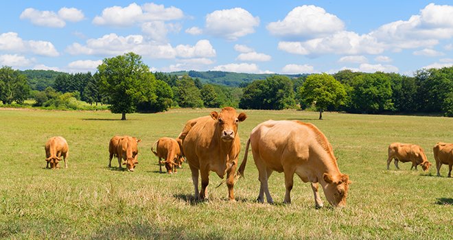 Les cours de la viande bovine sont en hausse de 10 à 60 % selon les conformations. © Ivonne Wierink/AdobeStock