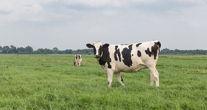 Les premiers index issus de la méthode du Single Step sont disponibles depuis le 8 mars pour les races bovines laitières au calendrier national.