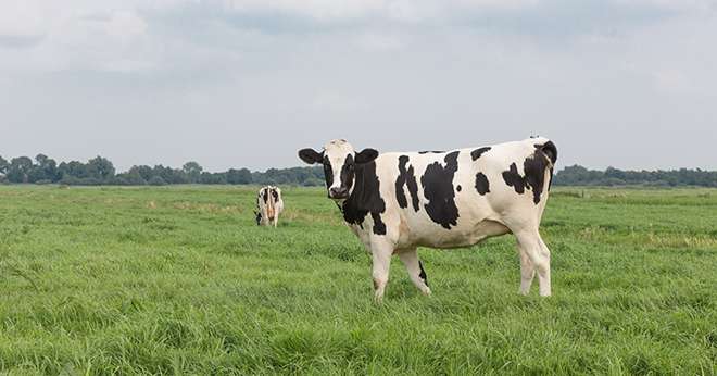 Les premiers index issus de la méthode du Single Step sont disponibles depuis le 8 mars pour les races bovines laitières au calendrier national.