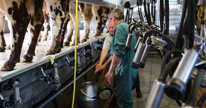Le prix du lait s’envole en Europe. © L.Page/Cniel