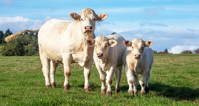 En Europe, tous les voyants sont au vert pour les cours de la viande bovine. © Clara/AdobeStock