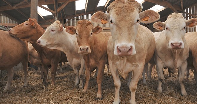Les cours des vaches et des jeunes bovins augmentent toujours. © Photoagriculture/AdobeStock