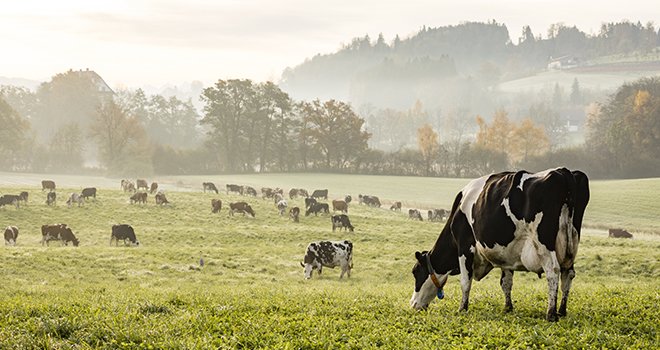 Savencia axe son ambition autour de quatre enjeux majeurs liés au bien-être des animaux d’élevages laitiers. L’un de ses engagements prioritaires : favoriser la pratique du pâturage pour les vaches laitières partout où les conditions le permettent. © Fredy Thürig/Adobe Stock