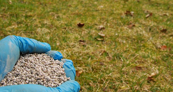 Au-delà de 60 kg/ha de phosphore minéral, aucun impact positif de l’augmentation de dose n’a pu être observé sur la production d’une prairie. © Mathieu Lecourtier/Média&Agriculture