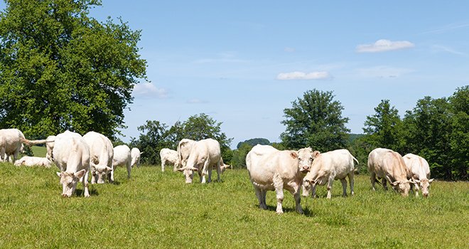 Les cours des bovins finis continuent de progresser en décembre 2021 dans un contexte d’offre limitée d’animaux sur les marches français et européens. © Gozzoli/Adobe stock