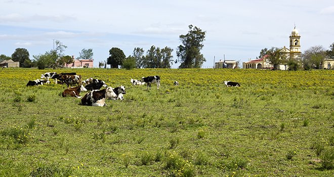 En Amérique du Sud, des sécheresses sévissent et pénalisent les producteurs laitiers. © Toniflap/Adobe Stock