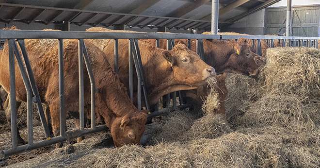 Des prix en hausse de 10 à 26 % pour les vaches et les JB © AdobeStock/Patricia