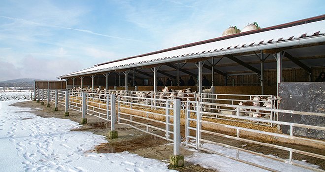 Le logement des animaux représente une part importante des investissements en production laitière. © A.Coronel/Terroir Est