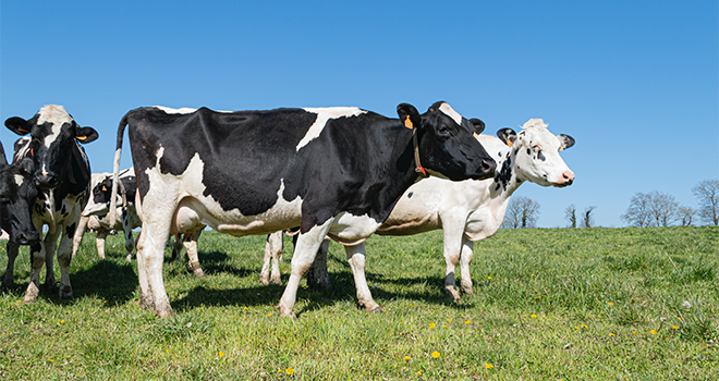 La collecte laitière recule en France et en Europe. © O. Amy/Cniel