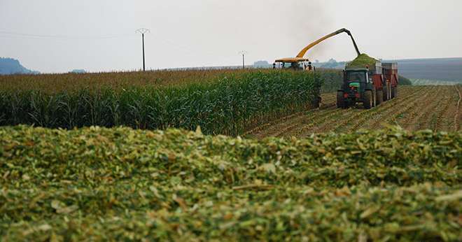 Au niveau national, le rendement moyen du maïs fourrage atteint le record de 14,9 tMS/ha. © M. Lecourtier/Média & agriculture