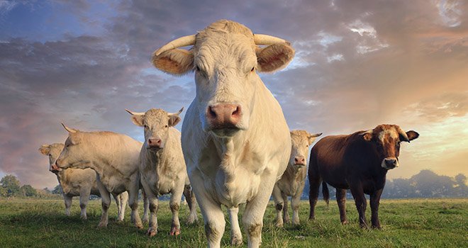 Les cours des jeunes bovins continuent de progresser. © AdobeStock/Frédéric Prochasson