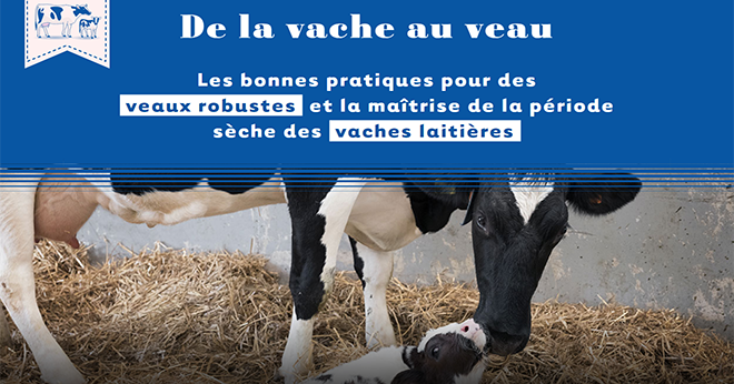 Le site « De la vache au veau » propose d’apporter des outils et supports d’informations nécessaires à une maîtrise de la période sèche des vaches laitières et à la période cruciale du vêlage. Photo :DR