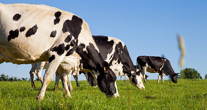 Après avoir légèrement progressé en août, la collecte laitière française s’est fortement repliée en septembre (-2,4% par rapport à septembre 2020). ©   Thierry RYO/Adobe stock