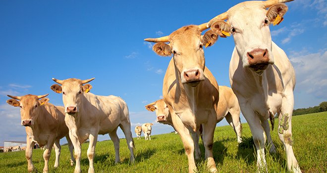 Les cours de la viande bovine continuent de grimper. © AdobeStock/Thierry RYO