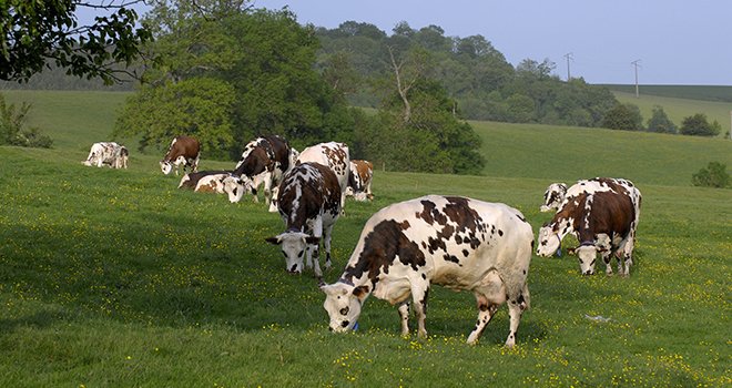 Dans les systèmes bovins laitiers, il faut environ 0,5 kg de protéines végétales consommables par l’homme pour produire 1 kg de protéines animales consommables par l’homme. © Photoagriculture/Adobe Stock