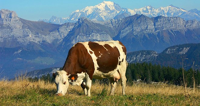 Un cas de brucellose a été confirmé dans une exploitation laitière de Haute-Savoie. © Monique Pouzet/Adobe Stock