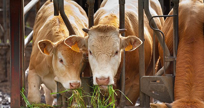 Plus de la moitié des jeunes bovins français sont valorisés à l’export. © AdobeStock/Unclesam 