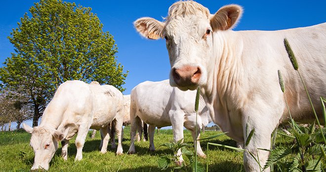 Les cours des vaches allaitantes continuent de progresser. ©  AdobeStock/Thierry RYO