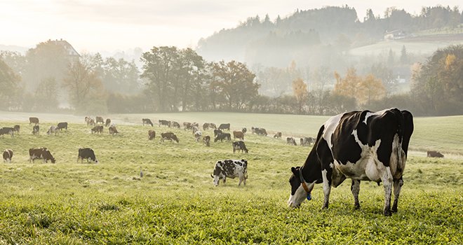 Après une hausse estivale, la collecte laitière diminue en septembre. © AdobeStock/Fredy Thürig 