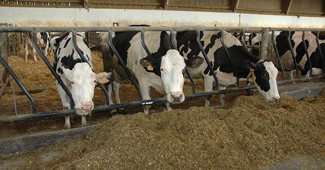 Entre 2016 et 2021, le bonus HDi® est de 0,55 litre de lait/vache/jour par rapport au témoin.© H. Grare