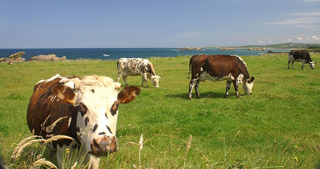 Les Maîtres laitiers du Cotentin est un groupe coopératif positionné sur l’ensemble de la filière laitière, de la production à la distribution. © Thierry Burdin/Adobe Stock