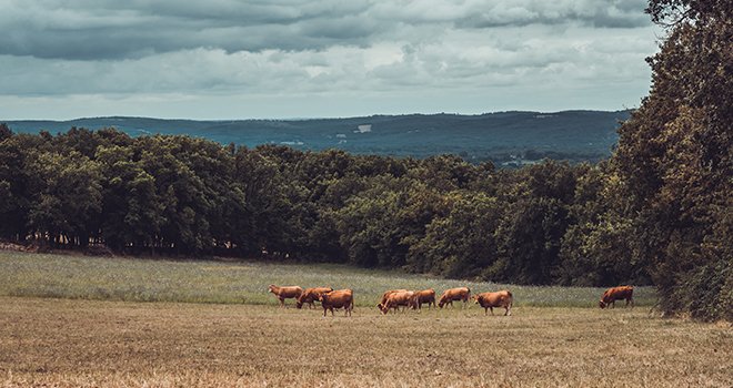 Les territoires du centre de la France, de production de bovins viande, d'ovins ou de caprins, concentrent les plus bas revenus agricoles. ©  Nicolas VINCENT/Adobe Stock