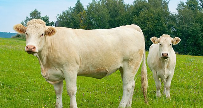 Au 1er janvier 2022 la contractualisation sera obligatoire en viande bovine. CP Tunatura