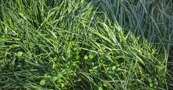 Sur Herbe-book, il est possible de filtrer les variétés en fonction de leur appartenance aux listes recommandées. CP : Adobe Stock