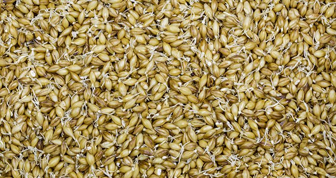 Si l’humidité est inférieure à 20% et les germes inférieurs à 1 cm, la conservation en grain sec est toujours possible. Au-delà, il faudra ensiler le grain. © Rokfeler/AdobeStock