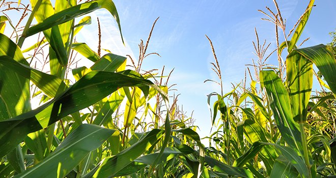 Pioneer, la marque semences de Corteva, a souhaité tester différentes génétiques de maïs fourrage selon leur empreinte environnementale. Coco/Adobe stock