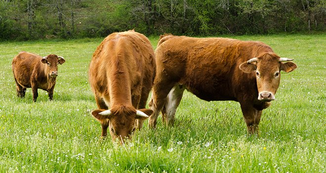 La production de viandes bio a doublé en cinq ans. ©AdobeStock/jcavale