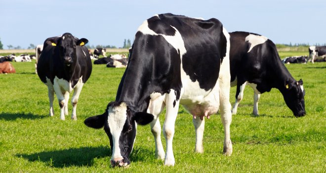 Dans les fermes membres de l'APBO, les vaches pâturent plus de 150 jours par an. CP : Adobe Stock.