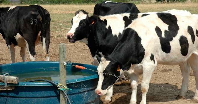 L’eau doit être disponible en qualité et en quantité. La recommandation est de 8 à 10 cm de points d’eau par vache. CP : Pixel6TM