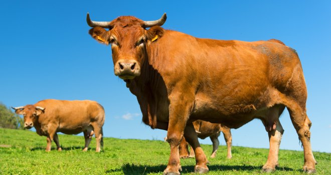 La viande bovine française a toujours du succès. CP : AdobeStock/Ivonne Wierink